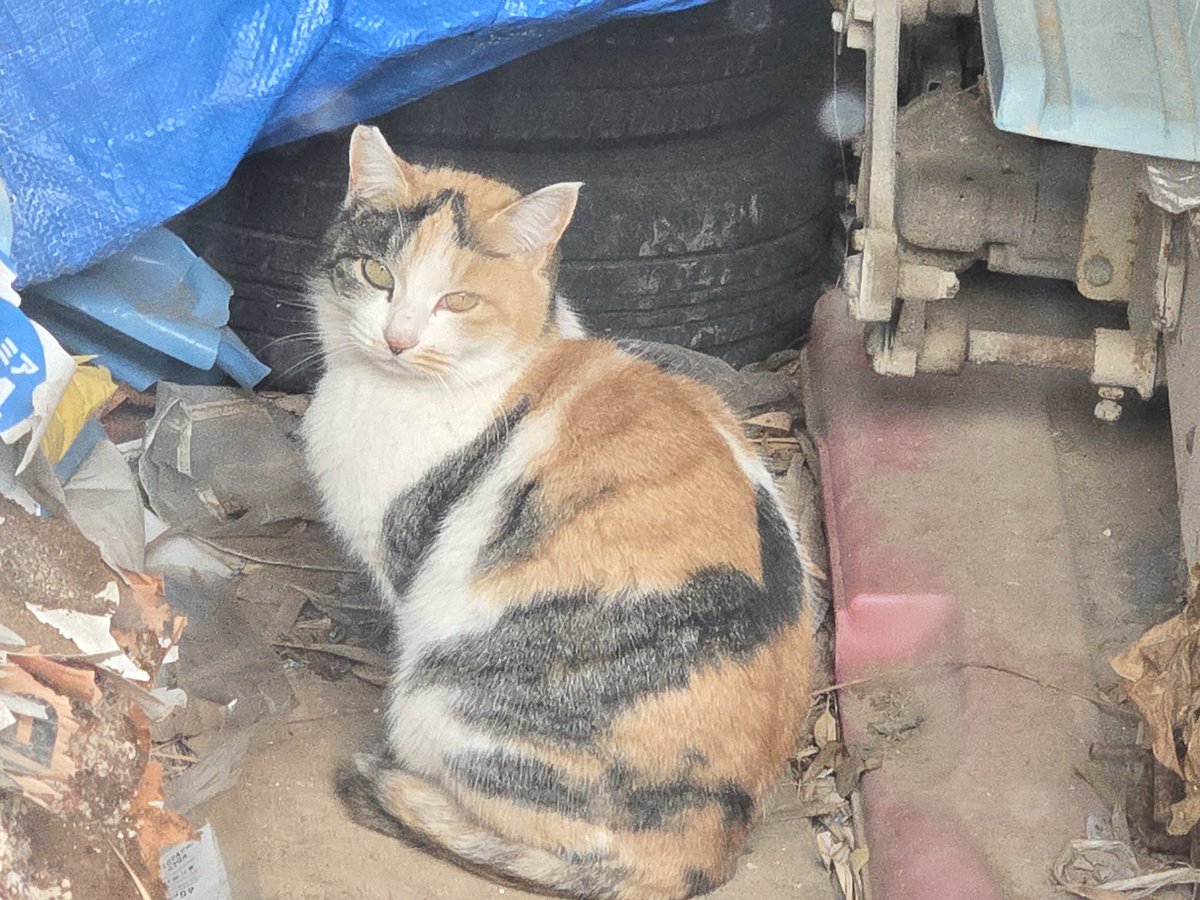 家の物置に集まる猫たち。