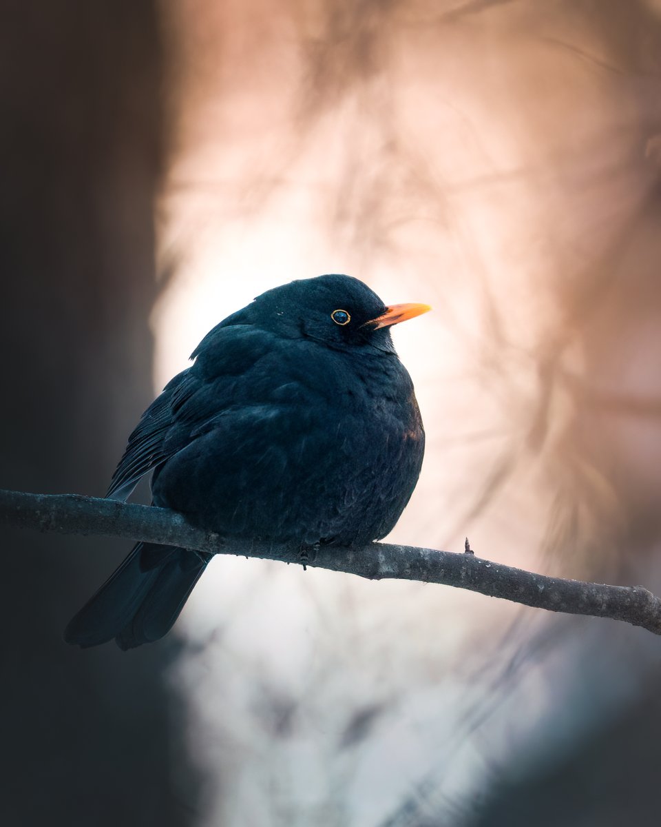 Edgars Trops tweet media