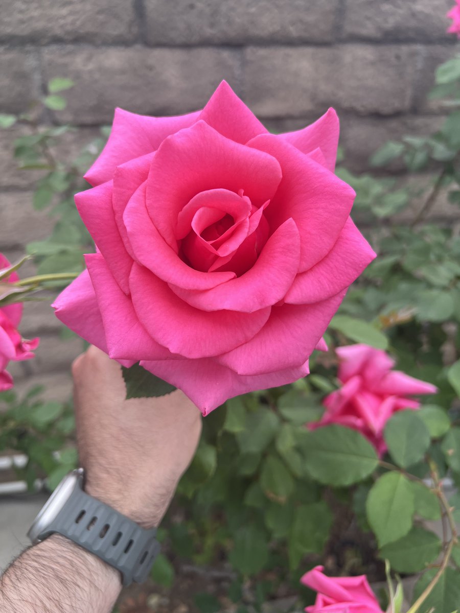 من ١٢ سنة زرعت ورد بلدي مصري في بيتي في كاليفورنيا وفي كل سنة في الوقت ده بيفتح وينور حتى وهو بعيد عن مصر. كل صباح وانتم فاكرين ان ورد بلدنا عمره ما ح يبطل يفتح.

#٢٥_يناير