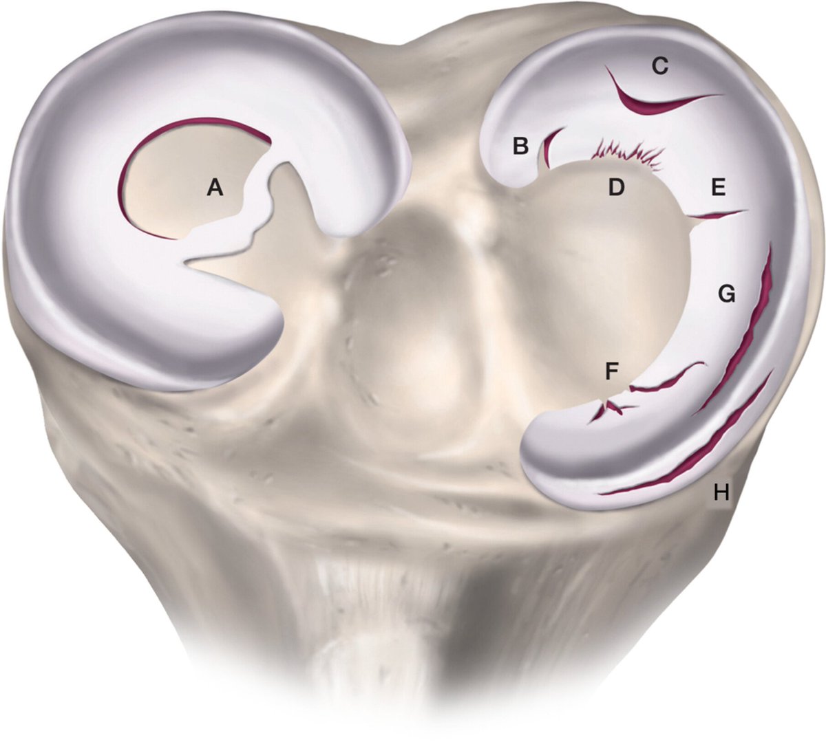 Physio Meets Science tweet media