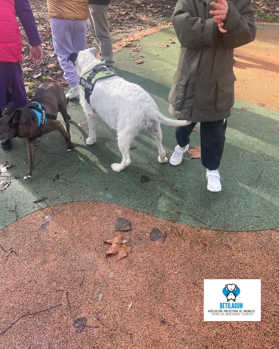 betilagun's tweet photo. El lunes tuvimos una preciosa mañana invernal con el alumnado de la Ikastola Arantzabela. La interacción entre niños y perretes fue muy buena y todos nos divertimos mucho.
@VitalFundazioa
#betilagun #protectoradeanimales https://t.co/kX0vWbR4xu