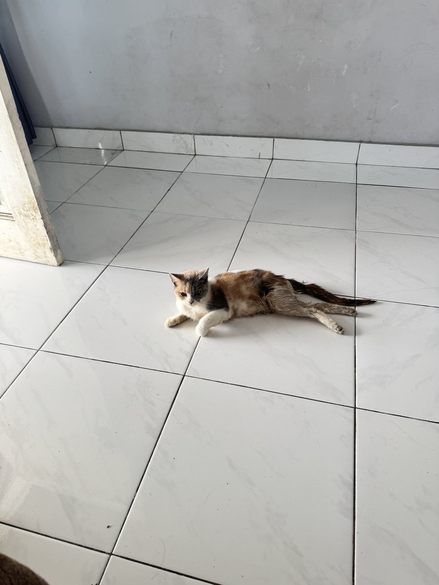 tygesse's tweet photo. HELP RT!!

guys, aku punya kucing yang lumpuh kayak gini, dia bisa kayak gini karena masuk ke mesin mobil, posisinya aku gatau sama sekali kalau dia masuk ke mesin mobil. siang ini aku bawa dia ke vet dan ternyata butuh biaya yang besar banget— https://t.co/jzslXBYfkL