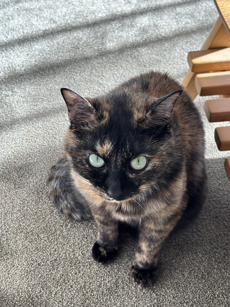 初めて弟の猫をワタシ史上可愛く撮れたかもしれん😏 まあいまだに触ら