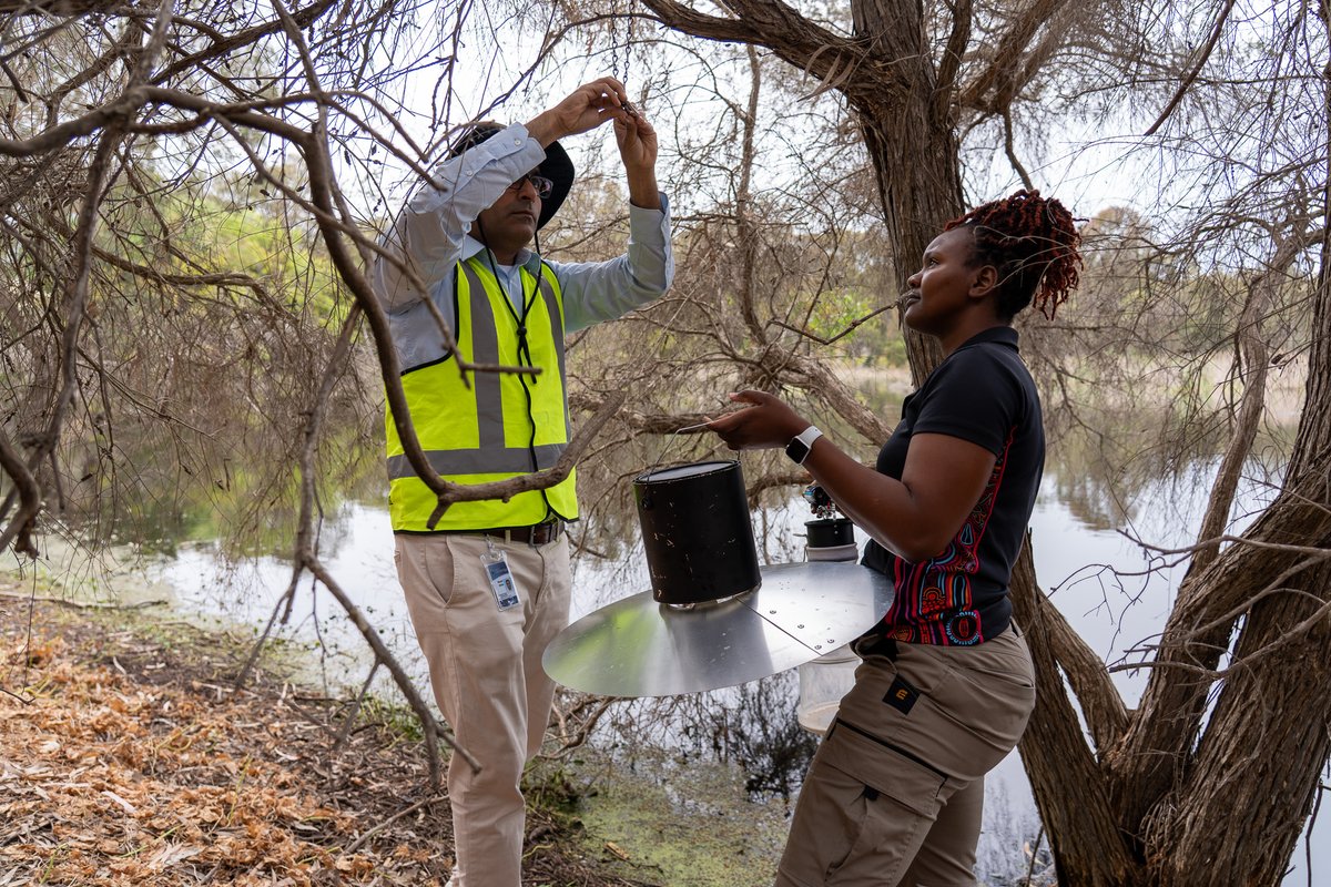 TownOfCambridge's tweet photo. Mozzies love warm weather, but we can make it harder for them to breed. The Town is proactively monitoring and responding to potential breeding sites across Cambridge through our Mosquito Management Plan. 🦟

🔗More info: https://t.co/Pc4bYx2jF5

#TownOfCambridge https://t.co/cfnaMDRI6V