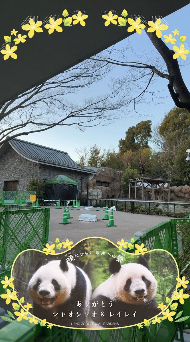 yo_tan's tweet image. シャオシャオ、レイレイどうもありがとう!!
2人がずっと元気で幸せに暮らせますように💚🐼🐼🧡

#上野動物園