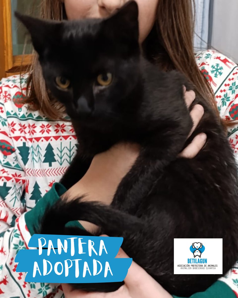 betilagun's tweet photo. Las pequeñas Pantera y Lana han tenido la suerte de ser adoptadas juntas.
Muchísimas gracias a su nueva familia por hacer posible que estas hermanitas puedan compartir la vida entera.
¡Gracias por adoptar!
#betilagun #protectoradeanimales #perrosvitoria #gatosvitoria https://t.co/seiViCZzzA