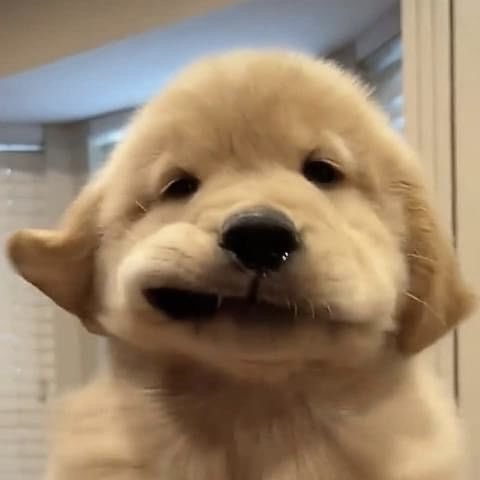 ก็ว่าคุ้น ๆ เป๊ะเลย 🐶