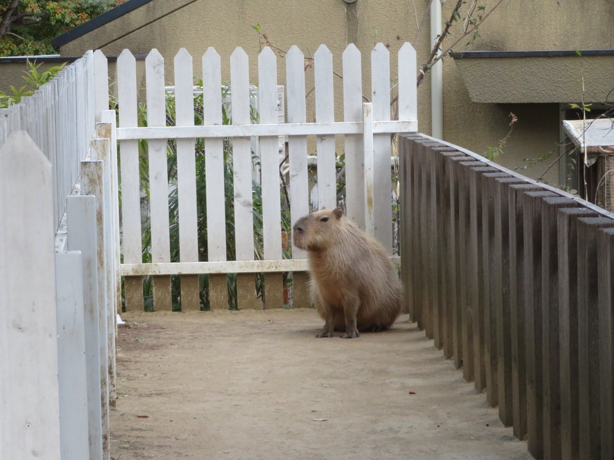 カピバラページ けろけろ (@capyanimal) / Posts / X