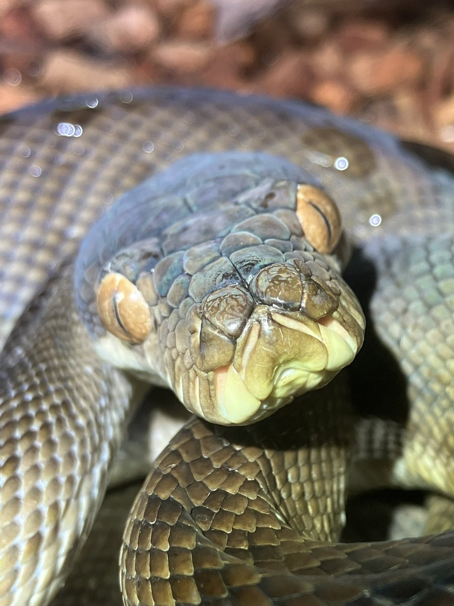 あちゃ tweet media