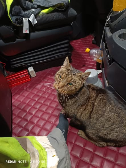 17214 Karow
Zutrauliche Katze auf einen Parkplatz gefunden.... vermutlich ausgesetzt ( kein Winterfell =  Wohnungskatze)
Kopie Katzenparadies Neustrelitz
Gestern fand ein LKW Fahrer einen Kater auf einem Rastplatz bei -7 Grad
Vorhin bekamen wir den Anruf. Jobbedingt fuhr er von