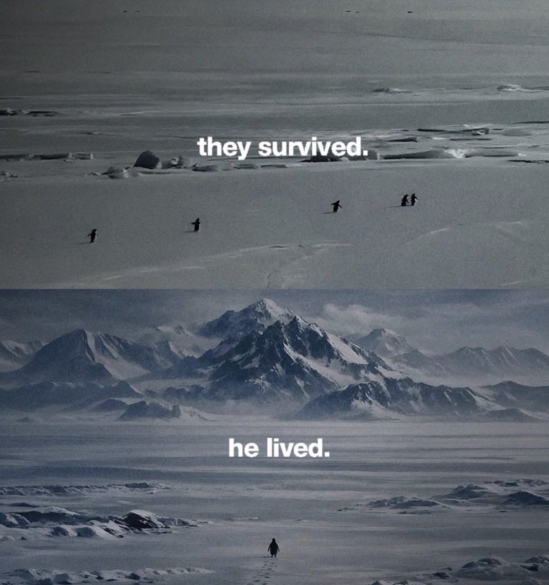 The Wolf Of Crypto Streets (@W0LF0FCRYPT0) on X