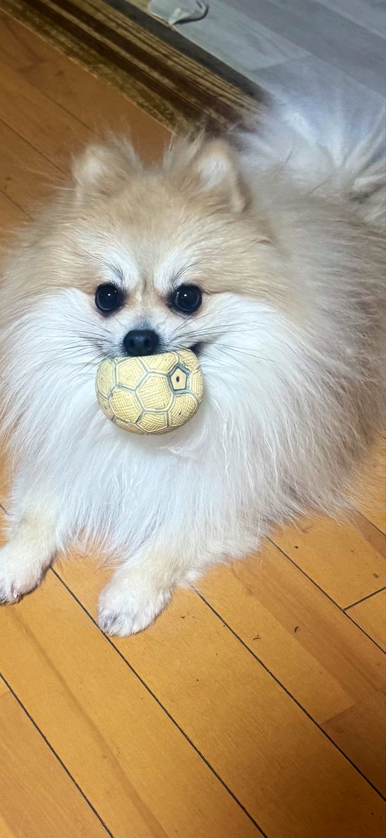 たけさんレイ🐶 (@takezx6r1) / Posts / X