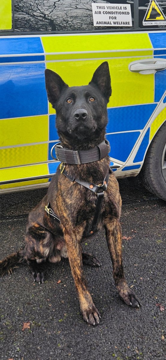 Staffs Dogs & ARV tweet media