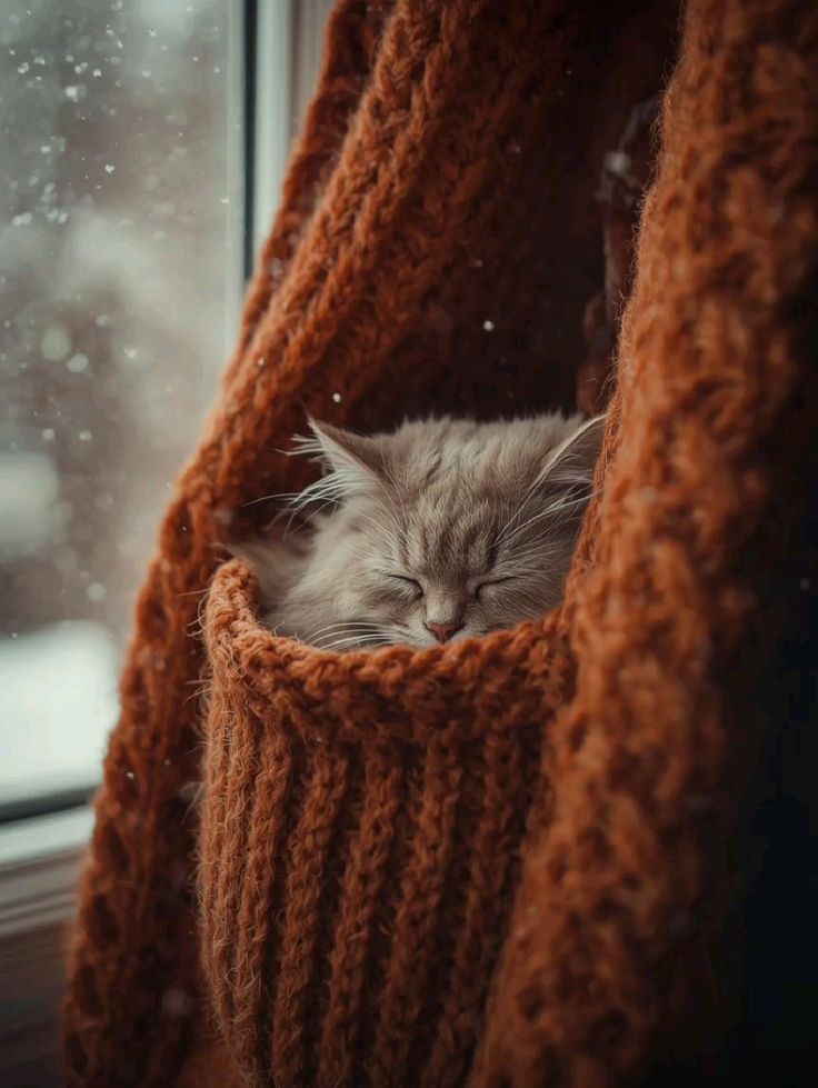 Evde kedi beslemek istiyorum ama tüy aklıma geliyor öksürmeye başlıyorum🫩