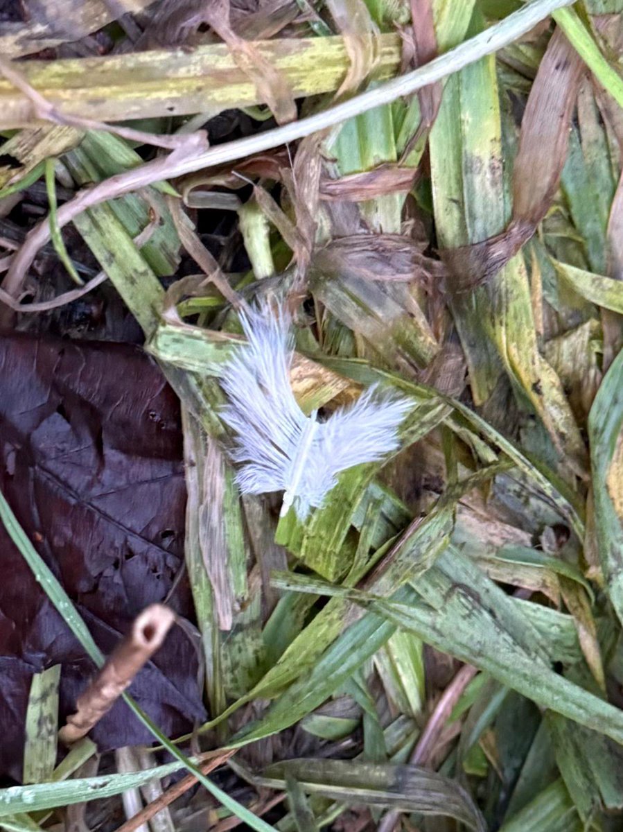 They do say see a feather and it’s an #angel what do you think about these feather wings
