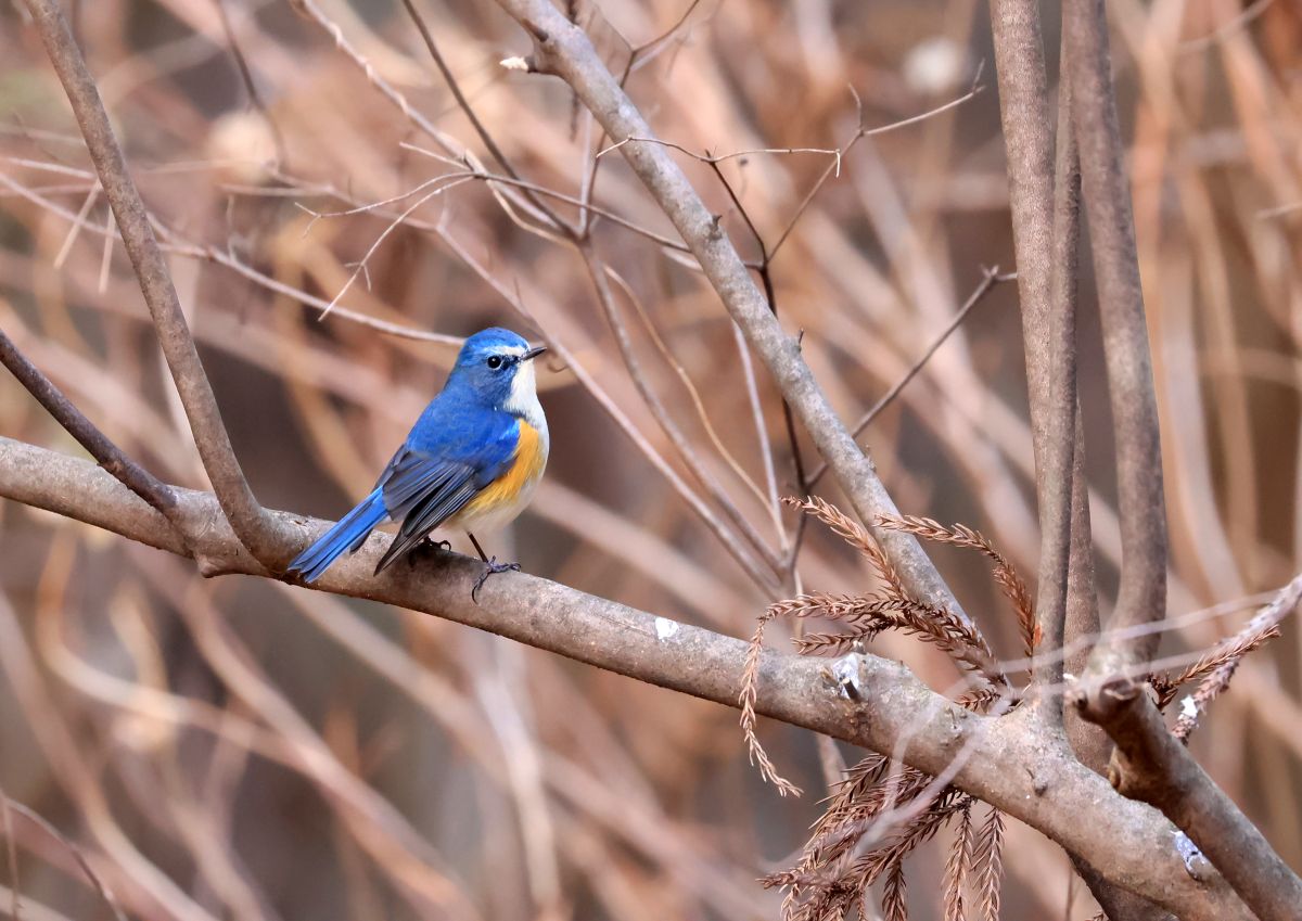 幸せの青い鳥「ルリビタキ」✨ #赤城自然園 #ルリビタキ #野鳥撮影 