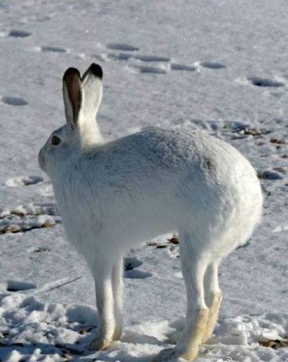 16tons_'s tweet image. ホッキョクウサギと同系列なのかしら(´･ω･)