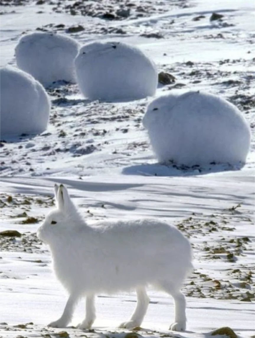 16tons_'s tweet image. ホッキョクウサギと同系列なのかしら(´･ω･)
