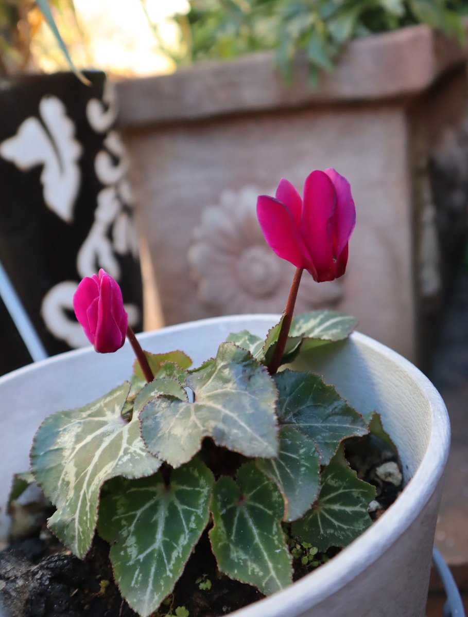 Nature Plants_hana_ Community on X - 556 Members