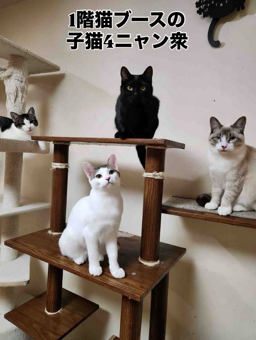 猫カフェみーちゃみーちょ (@miciamicio_neko) / Posts / X