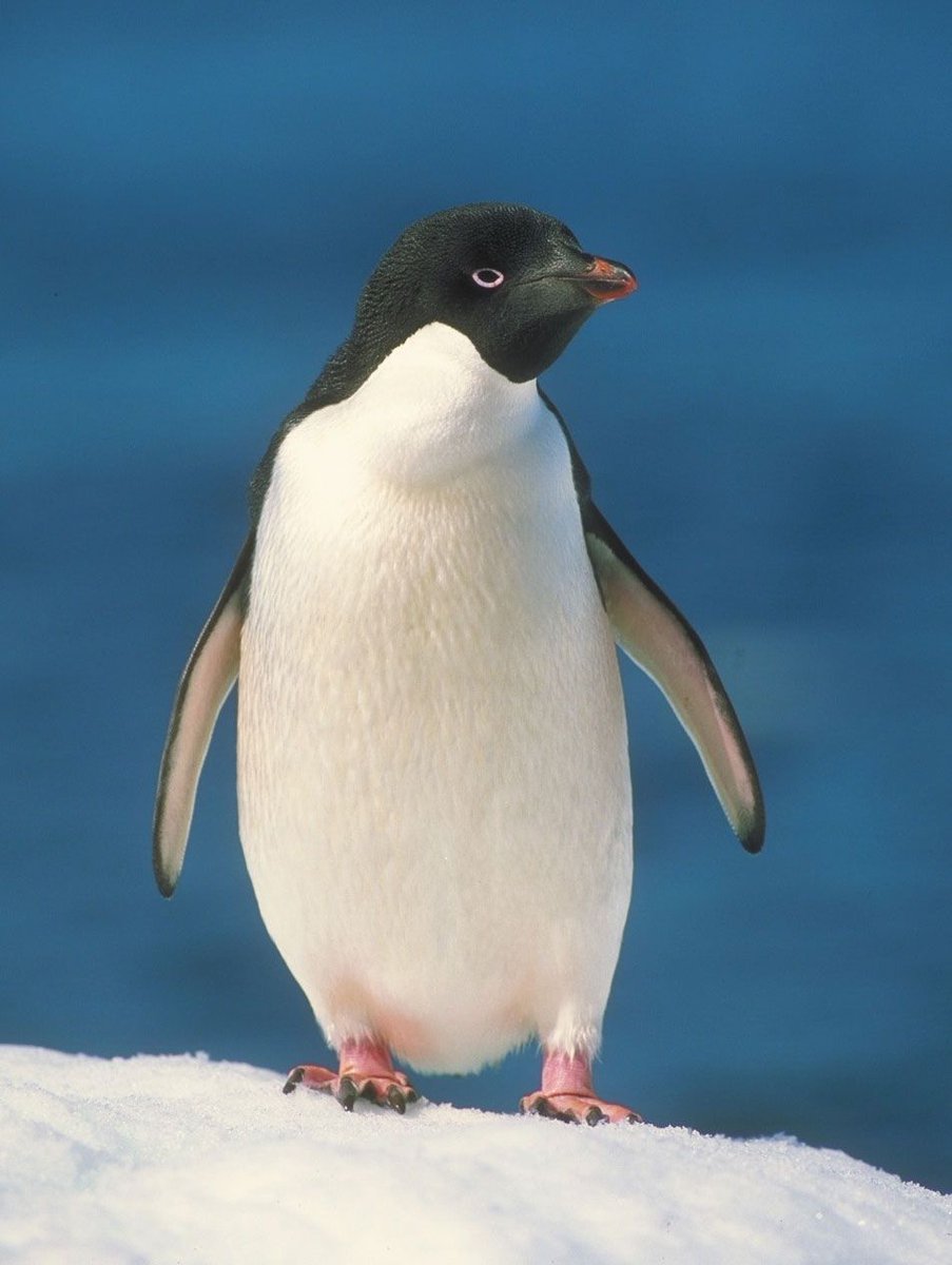 #PenguinWalk  🐧 #penguin #PenguinWalk
 🗣️ The Penguin Who Walked Away,
 Leaving Everything Behind 🥺💔