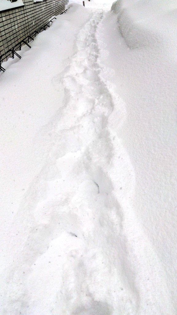 same69rocket's tweet image. 北海道大国の首都、札幌
災害クラスの容赦ない降雪・積雪により地下鉄以外の機能停止中

悪路に特化した車以外の走行は危険
除雪車両や緊急車両の為に自粛しましょう

道行く者は我の後に続け
自宅までお姫様だっこ500円になります