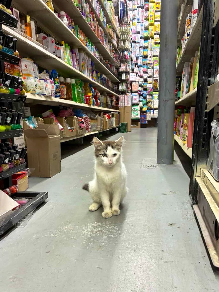 Bodega Cats (@bodegacats_) on Twitter photo 