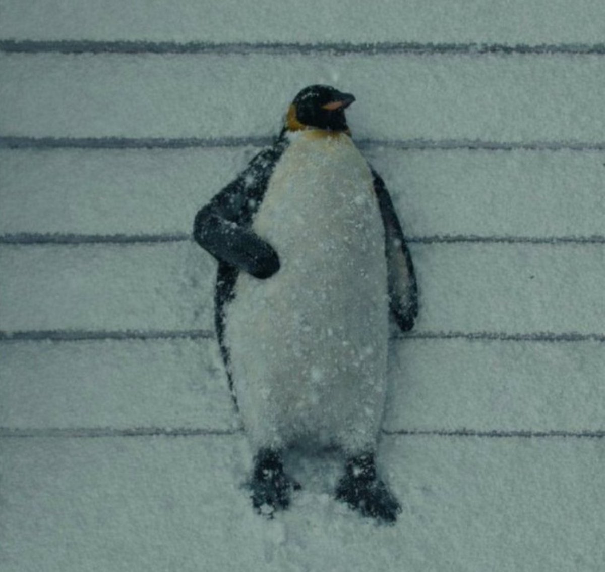 i don't know how many " buy the dip " i have left in me