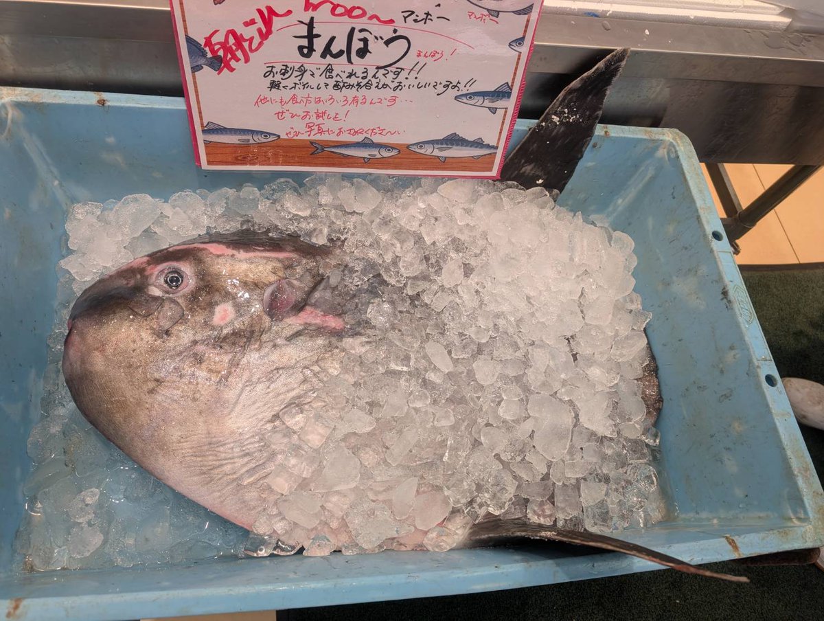 そう言えばこの前、 スーパーにマンボウ売られてた🥰