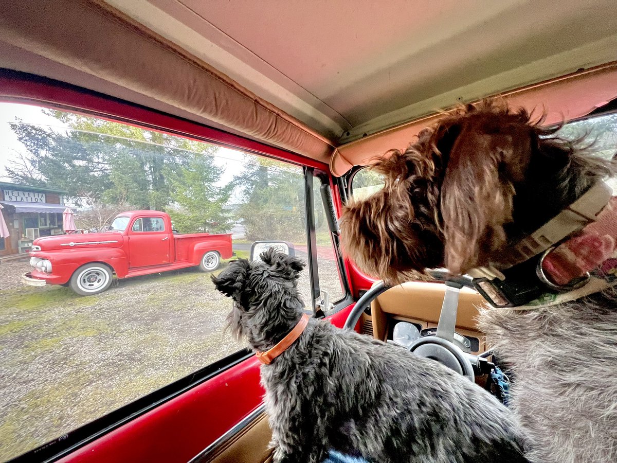 My dogs 🐶 looking at neighbors coffee shop