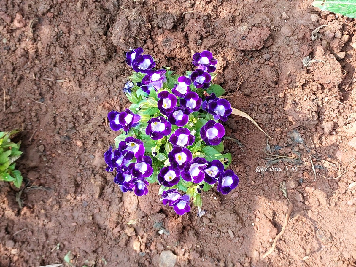 कृष्णा भागडे 🇮🇳 Krishna Bhagade tweet media