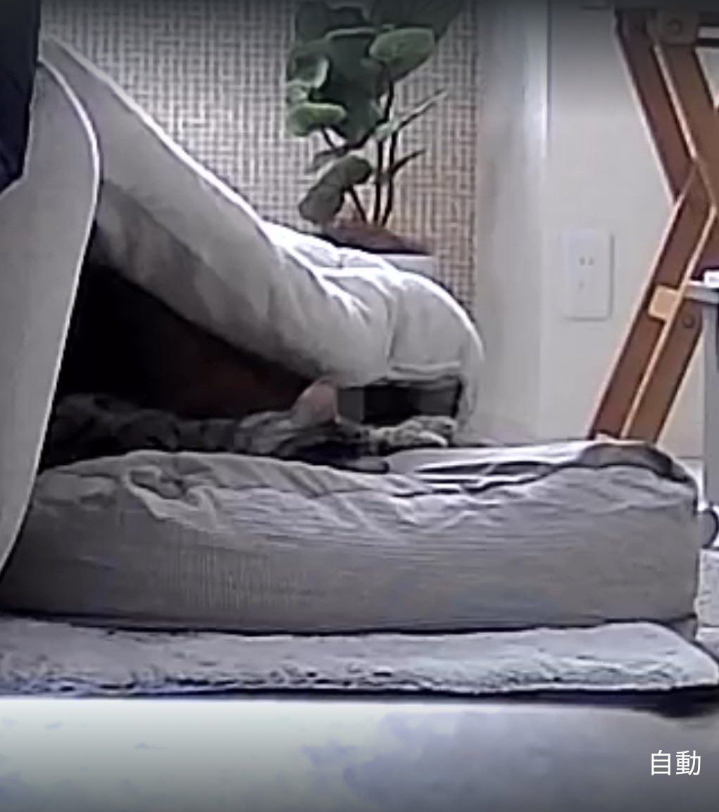 ooooliveeee's tweet image. 今日は無印ベッドの気分。メガネケースとソファーでこたつの隙間を作ってますが入ったり出たりをしてます😂弱でも中はあつくなるので、今はちょうど良い温風がくるベッドで休んでます。人の出入りが見えるのも良いみたい😅抵抗力落ち体調悪いと体温調節も難しいですね。
#ペットモニター画