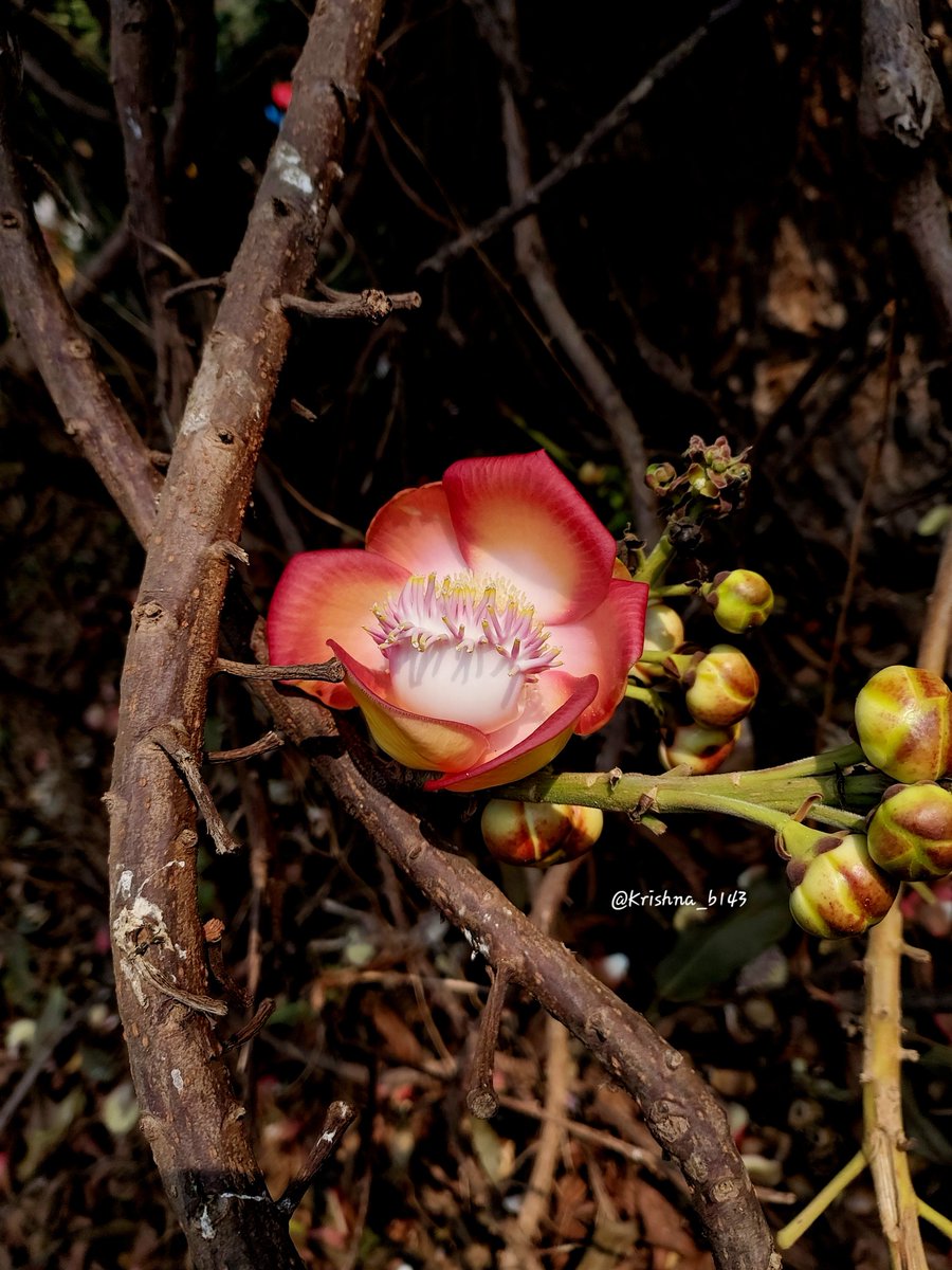 कृष्णा भागडे 🇮🇳 Krishna Bhagade tweet media