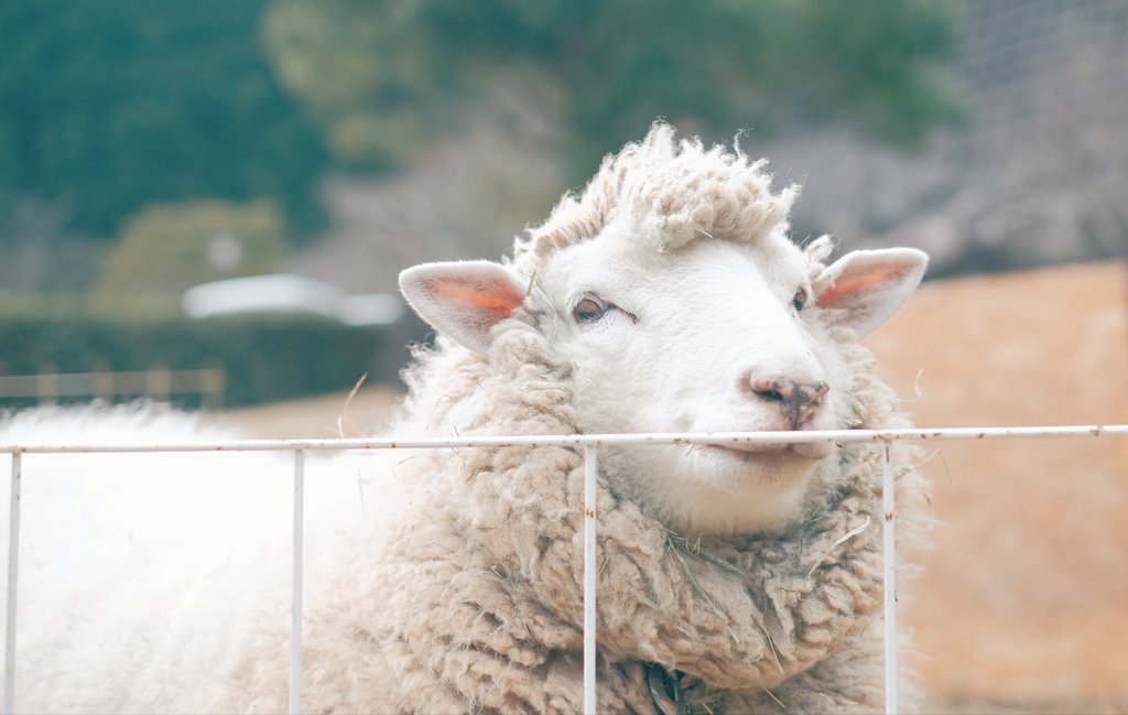 おこしいただきありがとうございました😊 とても嬉しかったです 羊を