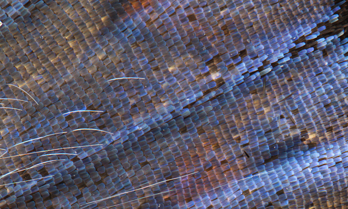 DanyBittel's tweet image. I really wanted this close up Gaussian splat to work, but it failed. Blog: patreon.com/posts/failed-c… #macrophotography