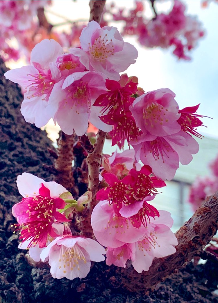 ロデム (@rodemu_ground) / Posts / X