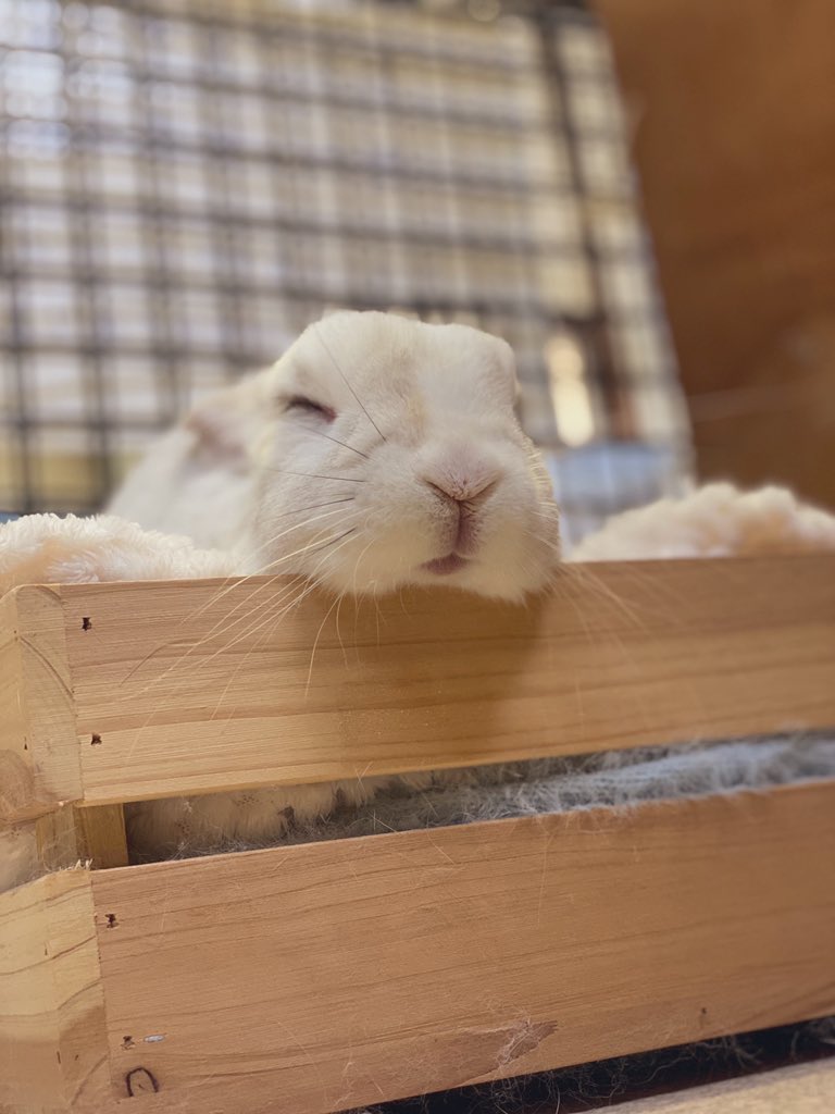 もっちぃ駅長🌕【公式】＠クラウドファンディングありがとうご