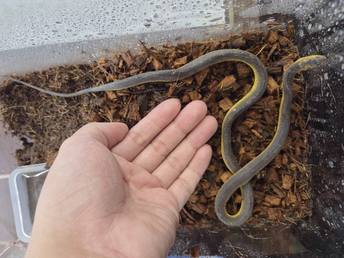 ぴーちゃん （合)Bebe Rep. 1/17.18 【JRS静岡】に出展致します