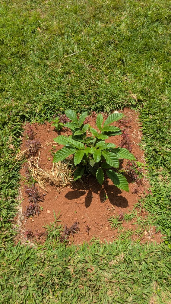 🌱 Kivu Climate Action : suivi des arbres plantés à #Bideka et préparation de la phase II 🌱

Dans le cadre du programme Kivu Climate Action, lancé il y a quelques mois, notre équipe a effectué une visite de suivi des arbres plantés à Bideka, dans le territoire de Walungu, ce