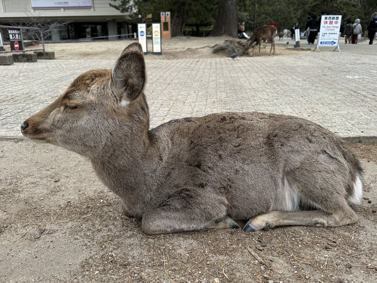 冬うらら