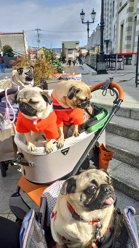 あきぱぐ PUG JYU パグ獣 モコ獣 ソフビ あきぱぐ PUG JYU パグ獣 モコ獣 ソフビ