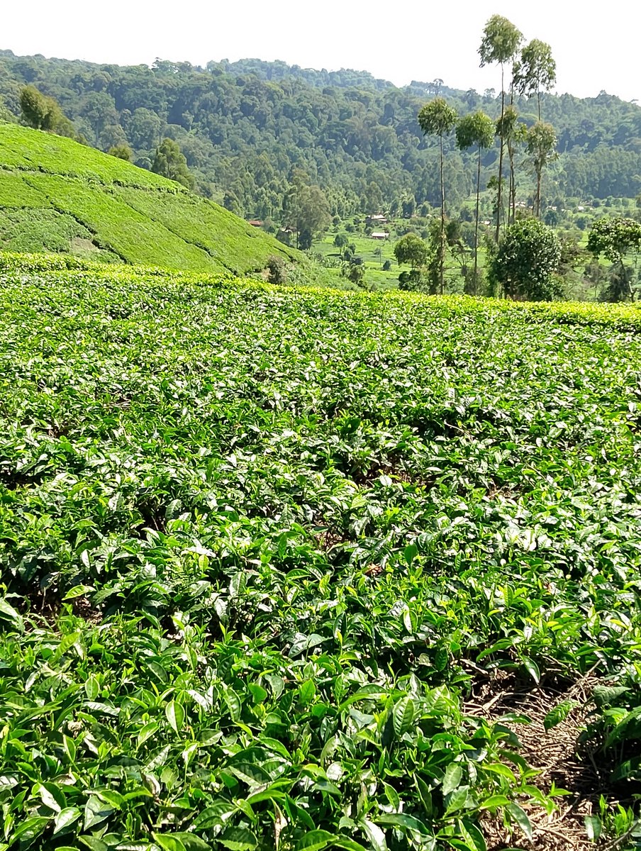 What the PENGUIN saw on the other side of the mountain