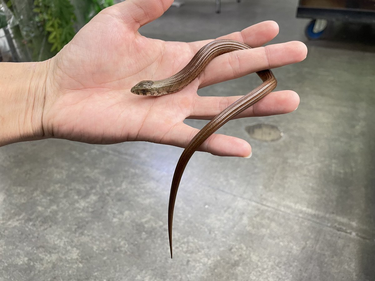 【在庫紹介🦎】
トラキアアシナシトカゲ 国内CB

入荷時（4枚目）に比べてかなり大きく育ってます💪かなり馴れておりピンセットからもじゃんじゃん餌を食べております！！ここから更に黒みが増し、サイズも大きくなるので仕上げがいがあります😊👍
【築地】
#みなとペポニ