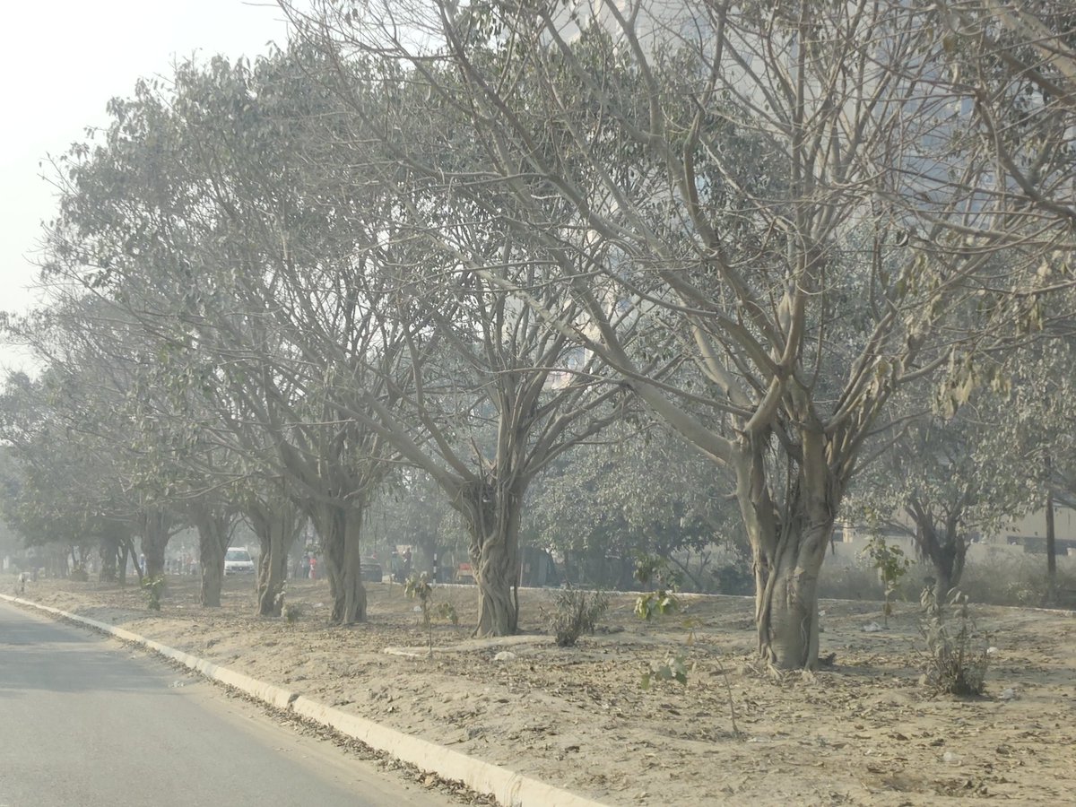 <a href="/OfficialGNIDA/">Greater Noida Industrial Development Authority</a> ग्रेटर नोएडा प्राधिकरण अंतर्गत साईट सी लिंक रोड के सेंट्रल वर्ज एवं सड़क के दोनों साइड में लगें पेड़ों एवं सेंट्रल वर्ज का हाल इन फोटोज में देखिए कि कैसे इस सड़क एवं इस एरिया में हो रहें भयंकर डस्ट एवं वायु प्रदूषण के कारण इनका हाल क्या है। पेड़ों को जीवनदायनी कहा जाता हैं