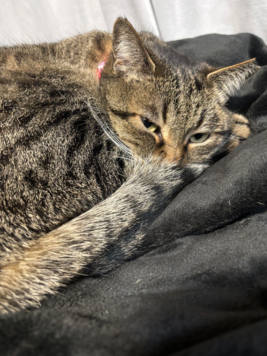 零-Rei- tweet media