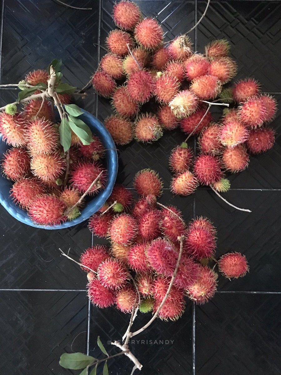alhamdulillah panen rambutan pertama di 2026 🍓