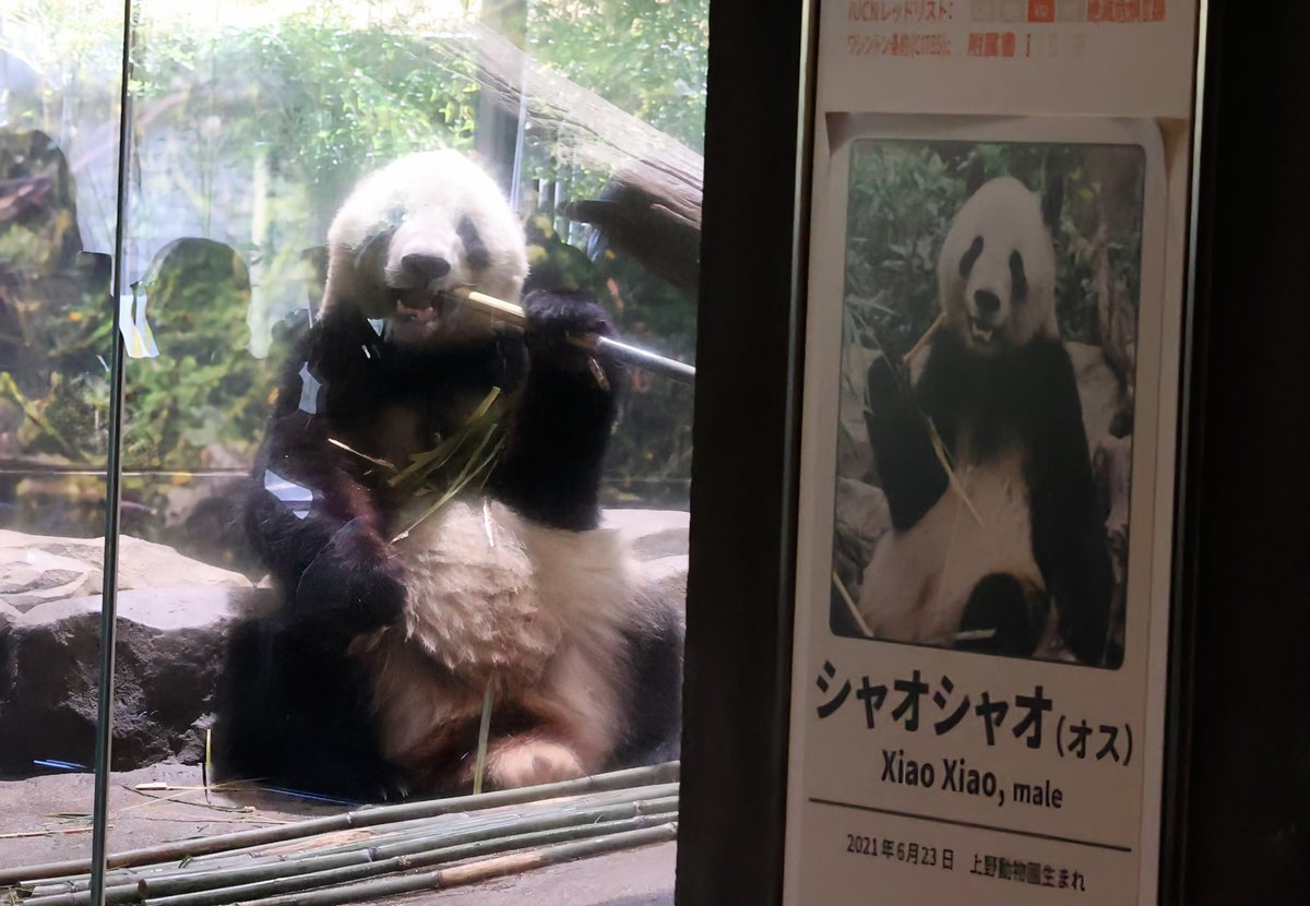 シャオレイ