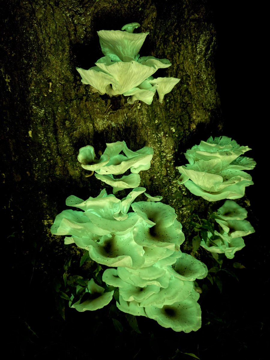 Greg Pitt tweet media