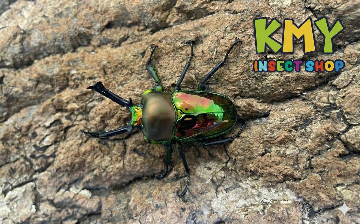 カブ太郎クワ次郎 (@1978insectkbkw) / Posts / X