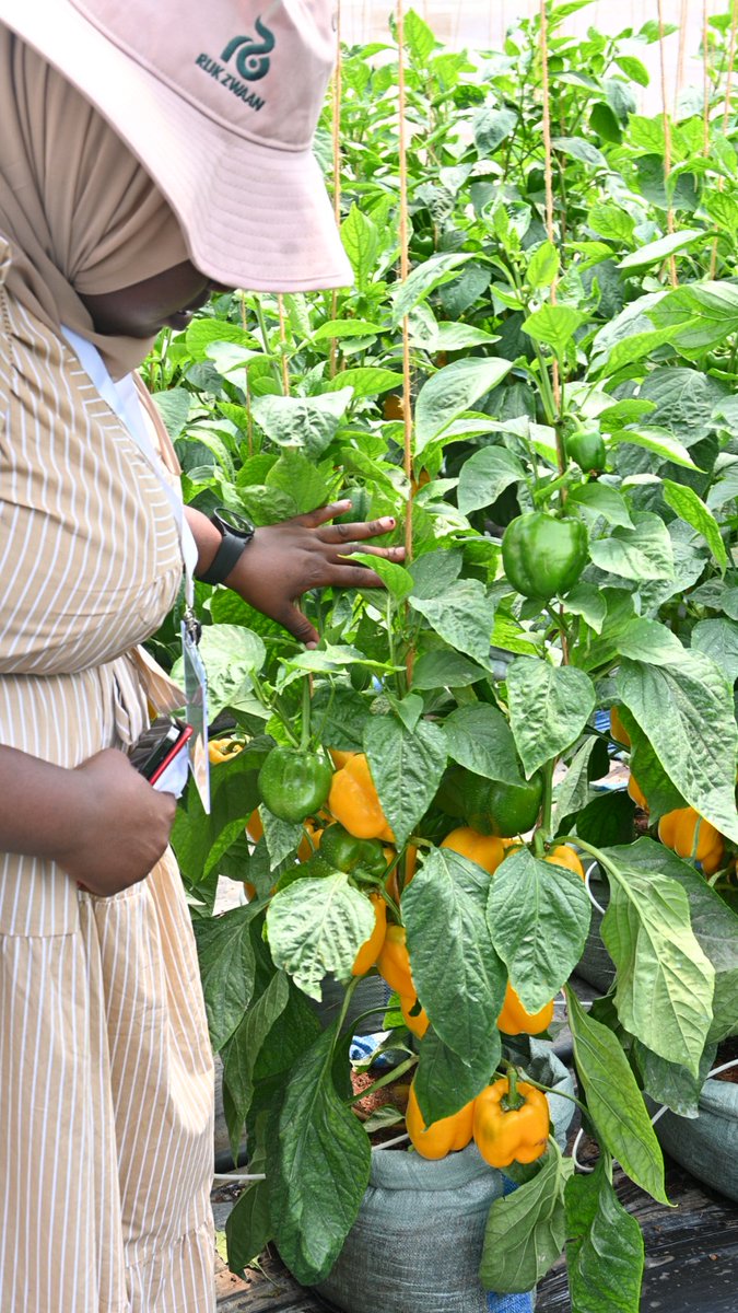 Holland Greentech Uganda tweet media